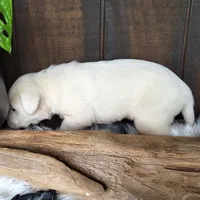 Pepper, a male Labrador Retriever for sale in Apple Creek, OH – Photo 6 of 10