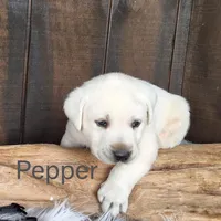 Pepper, a male Labrador Retriever for sale in Apple Creek, OH – Photo 5 of 10