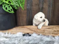 Pepper, a male Labrador Retriever for sale in Apple Creek, OH – Photo 7 of 10