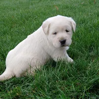 ROXY, a female Labrador Retriever for sale in Apple Creek, OH – Photo 8 of 10