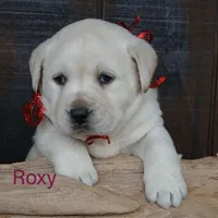 ROXY, a female Labrador Retriever for sale in Apple Creek, OH – Photo 2 of 10