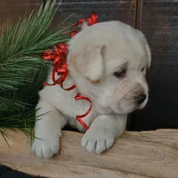 ROXY, a female Labrador Retriever for sale in Apple Creek, OH – Photo 5 of 10