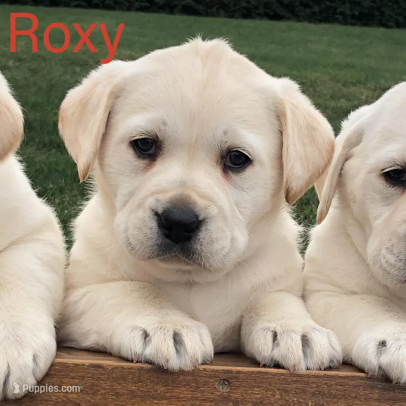 ROXY