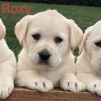 ROXY, a female Labrador Retriever for sale in Apple Creek, OH – Photo 1 of 10