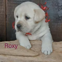 ROXY, a female Labrador Retriever for sale in Apple Creek, OH – Photo 3 of 10