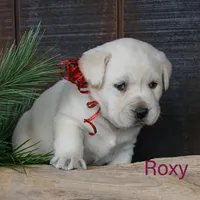 ROXY, a female Labrador Retriever for sale in Apple Creek, OH – Photo 4 of 10