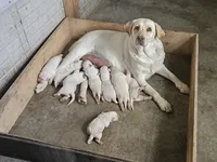 ROXY, a female Labrador Retriever for sale in Apple Creek, OH – Photo 9 of 10