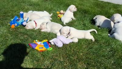 Evie , a female Labrador Retriever for sale in Apple Creek, OH – 6 of 6