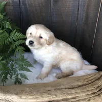 Val, a female Labrador Retriever for sale in Apple Creek, OH – Photo 5 of 10
