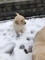 Val, a female Labrador Retriever for sale in Apple Creek, OH – Photo 2 of 10