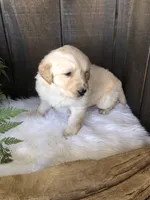 Val, a female Labrador Retriever for sale in Apple Creek, OH – Photo 6 of 10