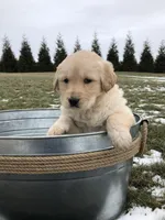 Val, a female Labrador Retriever for sale in Apple Creek, OH – Photo 3 of 10