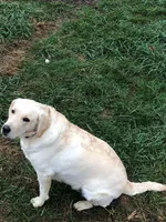Val, a female Labrador Retriever for sale in Apple Creek, OH – Photo 10 of 10