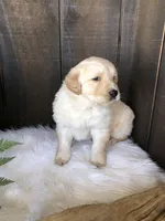 Val, a female Labrador Retriever for sale in Apple Creek, OH – Photo 7 of 10