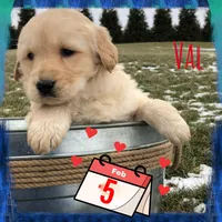 Val, a female Labrador Retriever for sale in Apple Creek, OH – Photo 1 of 10