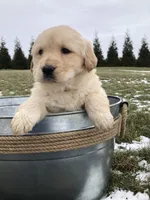 Val, a female Labrador Retriever for sale in Apple Creek, OH – Photo 4 of 10
