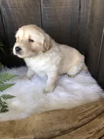 Val, a female Labrador Retriever for sale in Apple Creek, OH – Photo 8 of 10