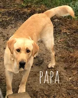 Val, a female Labrador Retriever for sale in Apple Creek, OH – Photo 9 of 10