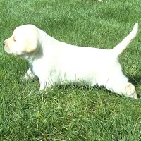 Izzy , a female Labrador Retriever for sale in Apple Creek, OH – 4 of 6