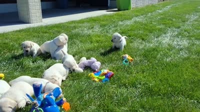 Mia , a female Labrador Retriever for sale in Apple Creek, OH – 6 of 7