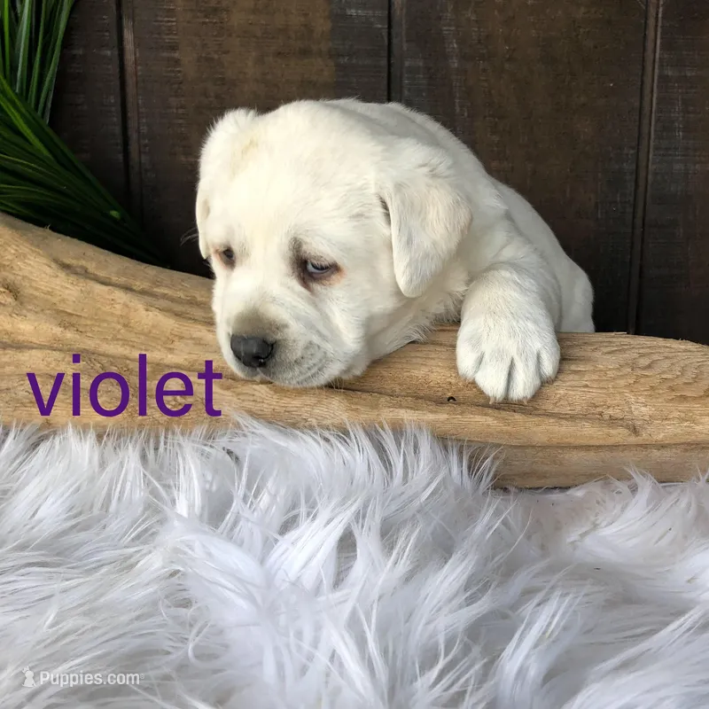 Violet
