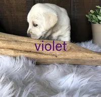 Violet, a female Labrador Retriever for sale in Apple Creek, OH – Photo 9 of 10
