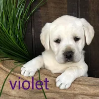 Violet, a female Labrador Retriever for sale in Apple Creek, OH – Photo 8 of 10