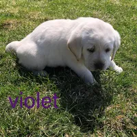 Violet, a female Labrador Retriever for sale in Apple Creek, OH – Photo 5 of 10