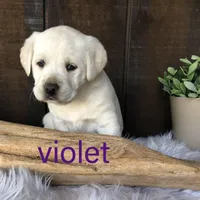 Violet, a female Labrador Retriever for sale in Apple Creek, OH – Photo 3 of 10