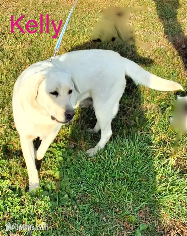 Kelly  – Labrador Retriever puppy for sale in Apple Creek, OH