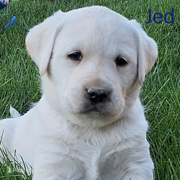 Jed – Labrador Retriever puppy for sale in Apple Creek, OH