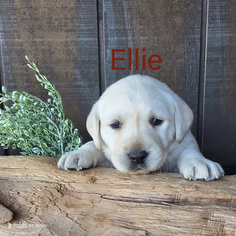 Ellie  – Labrador Retriever puppy for sale in Apple Creek, OH
