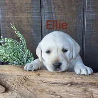 Ellie , a female Labrador Retriever for sale in Apple Creek, OH – 1 of 6