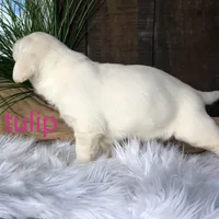 Tulip, a female Labrador Retriever for sale in Apple Creek, OH – Photo 4 of 7