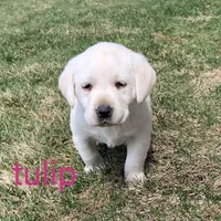 Tulip, a female Labrador Retriever for sale in Apple Creek, OH – Photo 5 of 7
