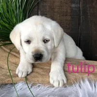 Tulip, a female Labrador Retriever for sale in Apple Creek, OH – Photo 1 of 7