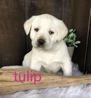 Tulip, a female Labrador Retriever for sale in Apple Creek, OH – Photo 3 of 7