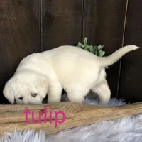 Tulip, a female Labrador Retriever for sale in Apple Creek, OH – Photo 2 of 7