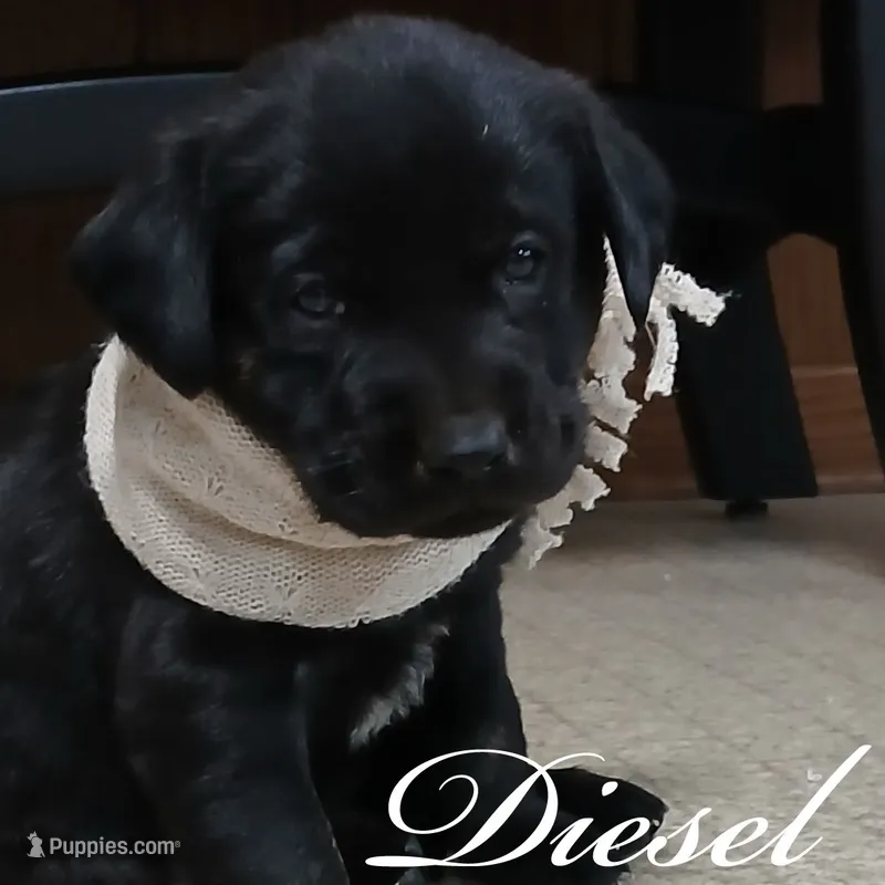 Diesel