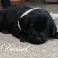 Diesel, a male Labrador Retriever for sale in Apple Creek, OH – Photo 2 of 2