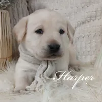 Harper, a female Labrador Retriever for sale in Apple Creek, OH – Photo 3 of 4