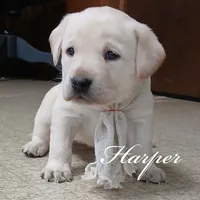 Harper, a female Labrador Retriever for sale in Apple Creek, OH – Photo 4 of 4