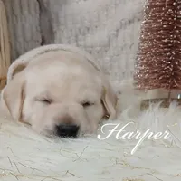 Harper, a female Labrador Retriever for sale in Apple Creek, OH – Photo 2 of 4