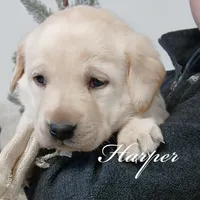 Harper, a female Labrador Retriever for sale in Apple Creek, OH – Photo 1 of 4