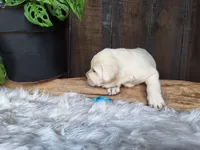 Berry, a male Labrador Retriever for sale in Apple Creek, OH – Photo 8 of 10