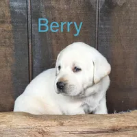 Berry, a male Labrador Retriever for sale in Apple Creek, OH – Photo 3 of 10