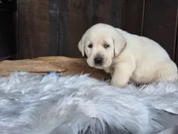 Berry, a male Labrador Retriever for sale in Apple Creek, OH – Photo 6 of 10