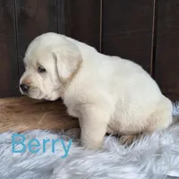 Berry, a male Labrador Retriever for sale in Apple Creek, OH – Photo 4 of 10
