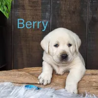 Berry, a male Labrador Retriever for sale in Apple Creek, OH – Photo 1 of 10