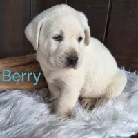 Berry, a male Labrador Retriever for sale in Apple Creek, OH – Photo 5 of 10